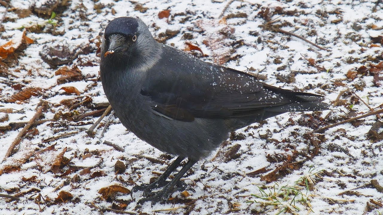 Kavka obecná - The western jackdaw (Corvus monedula) - Hledání potravy/Looking for Food