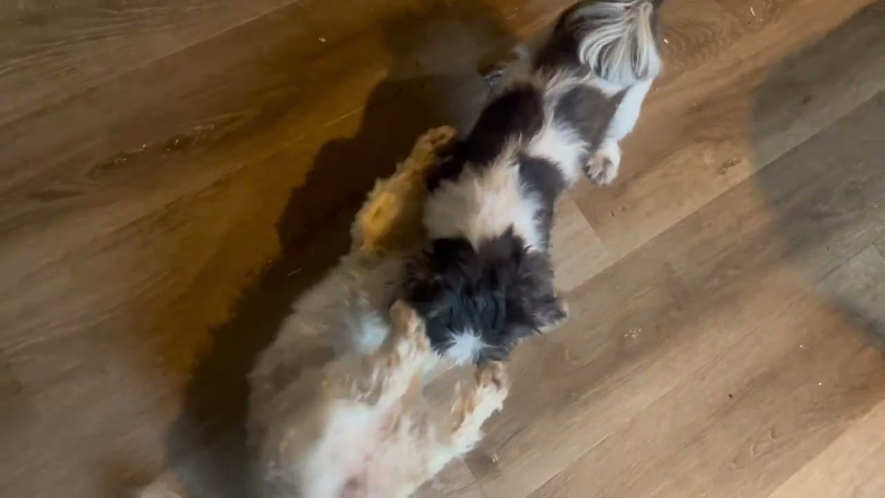 PINKY AND TILLY LOVES TO PLAY