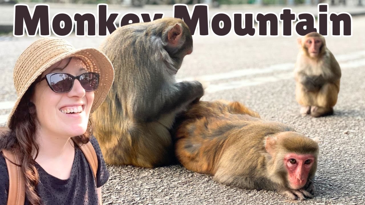 Visiting Monkey Mountain in Kam Shan Country Park, Hong Kong