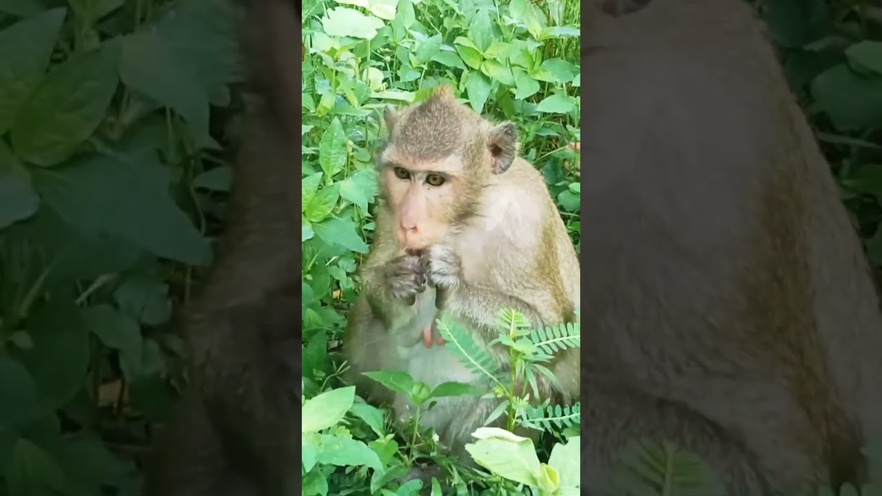 Pregnant monkeys seeking food #shorts #hanuman #animals #monkey #pregnant