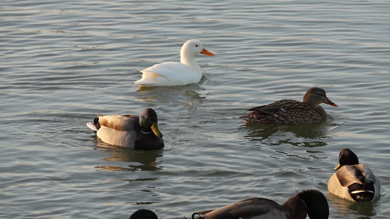 Birds at Råby, Lund, Sweden, episode 2 (day 2, 7 o'clock)