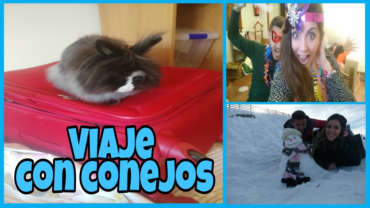 VIAJAR en COCHE con CONEJOS