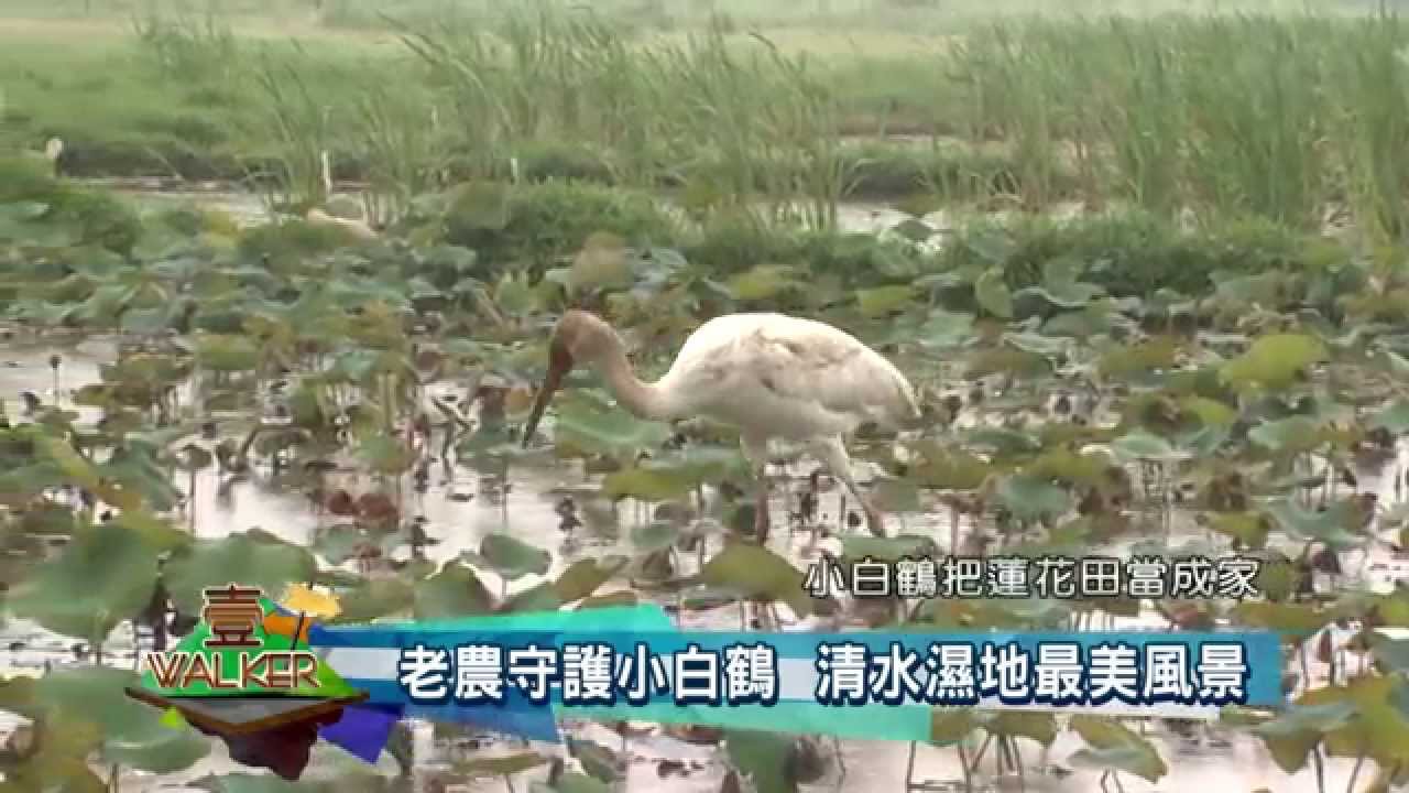 壹Walker-第20集 Part1 金山小白鶴