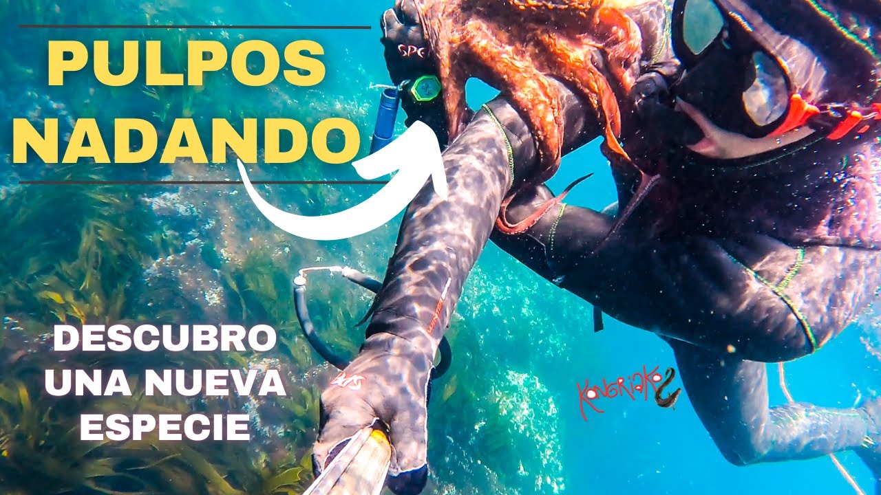 ✅PESCA SUBMARINA🐙PULPOS NADANDO🐙Descubro una NUEVA ESPECIE [RECETA PULPO Y PINTO A LA BRASA]