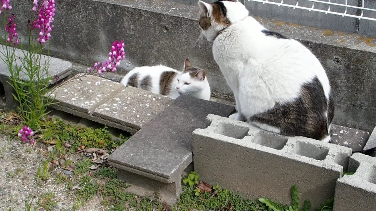 【遊びの誘いに気が乗らない夢ちゃん】Yume-chan isn't keen on being invited to play.