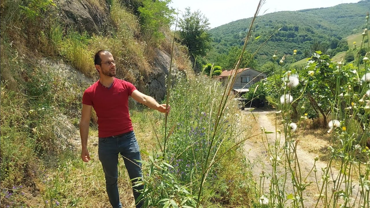 Kayalık alana yeni diktiğim DEV BAMBU fidanlarının İLK FİLİZLERİ | 103