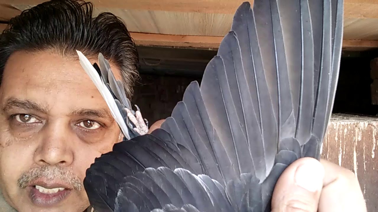 Pigeons... Jorra lgana part 4...05-03-2019