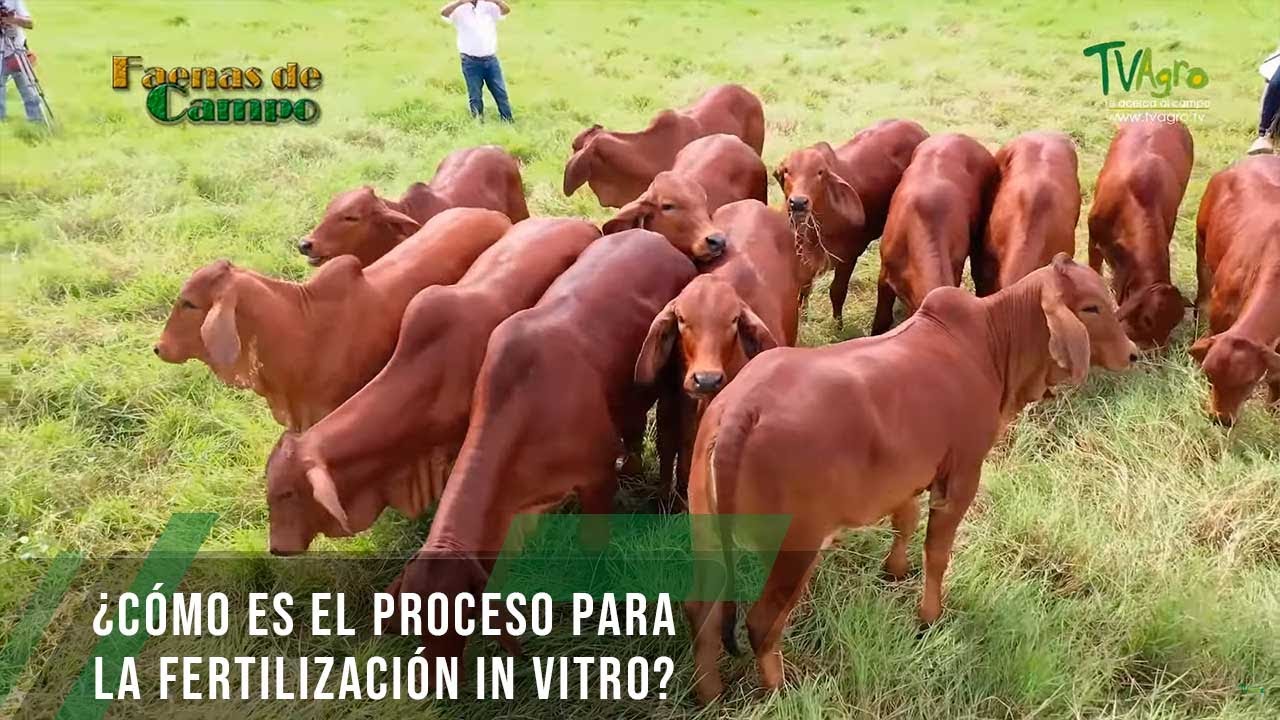 Cómo es el proceso para la fertilización in vitro - TvAgro por Juan Gonzalo Angel Restrepo
