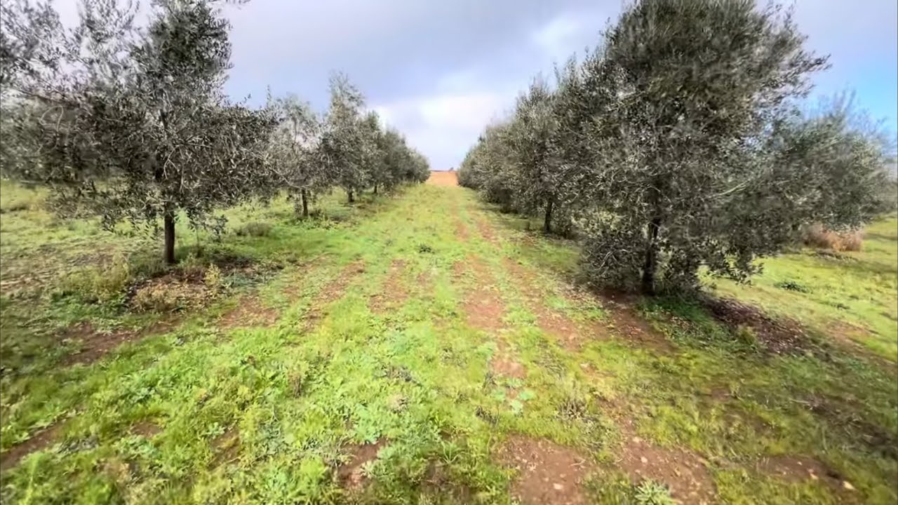 Giovane Oliveto 🌳: Suole 🌍 e Inerbimento 🌱 - 19 Gennaio 2025