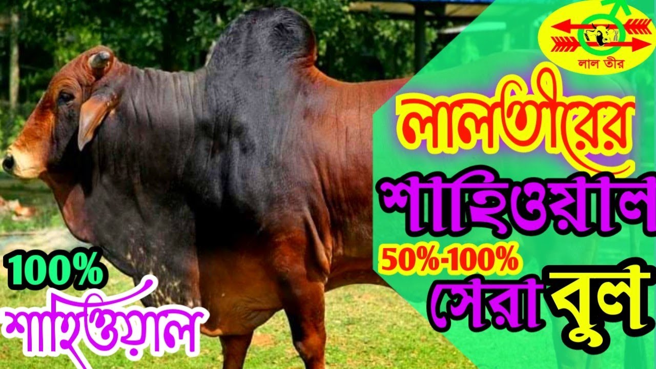 (LTL)লালতীরের 100% ও 50% এর শাহিওয়াল বুল ও নাম এই ভিডিওতে দেখুন।Lalteer Sahiwal Bull 2022.