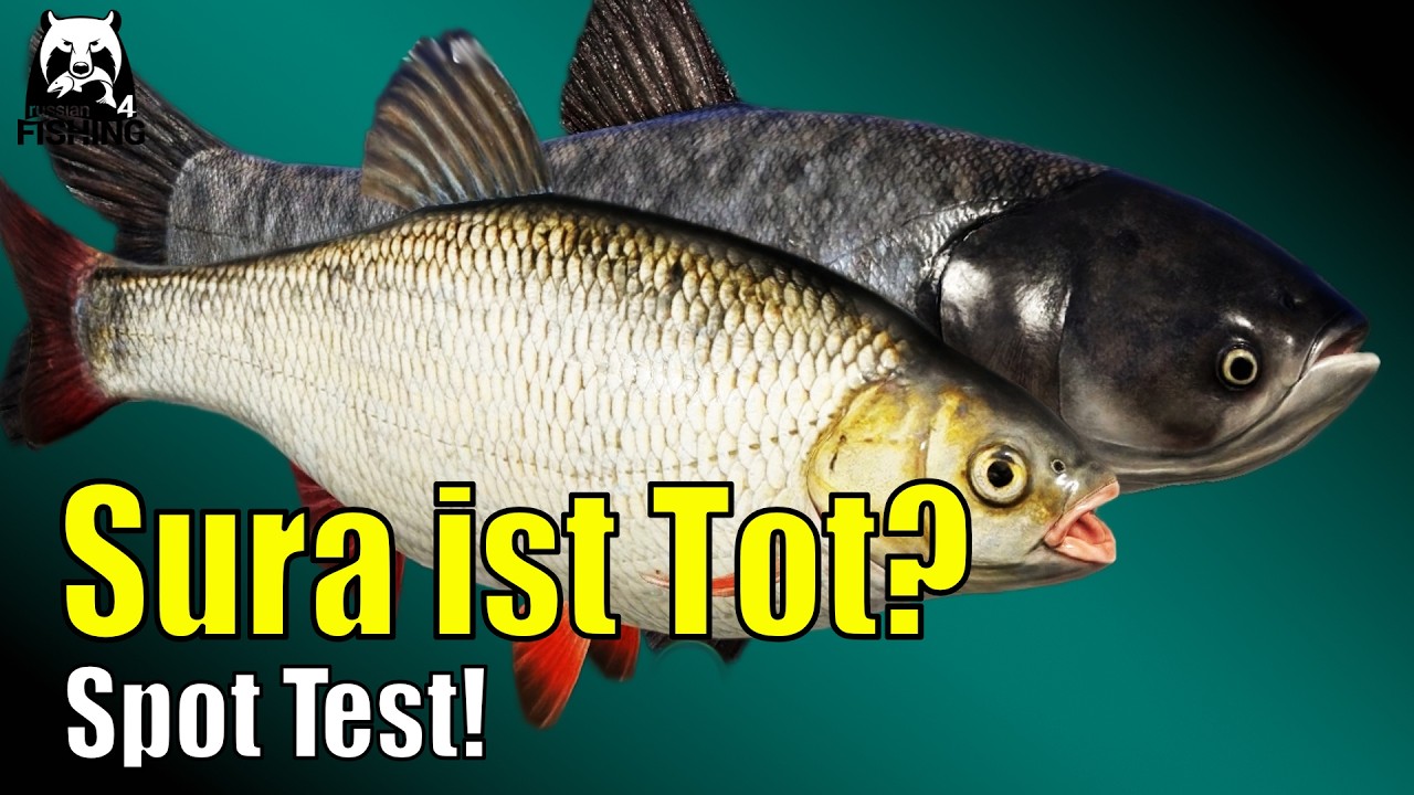 Russian Fishing 4 - Sura - Alles Tot? Spot Suche: Haarmontage Marmorkarpfen und Aland #rf4