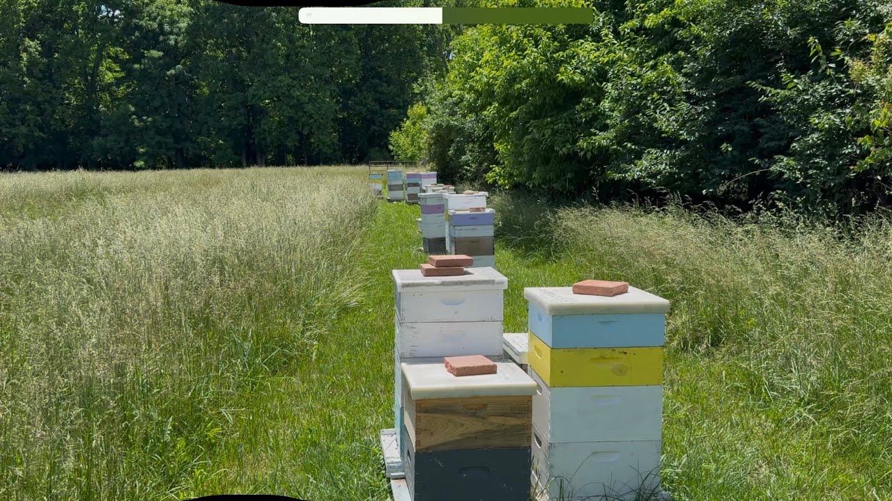 Pulling Honey with Bee Go and Stinky Boards (Fume Boards)