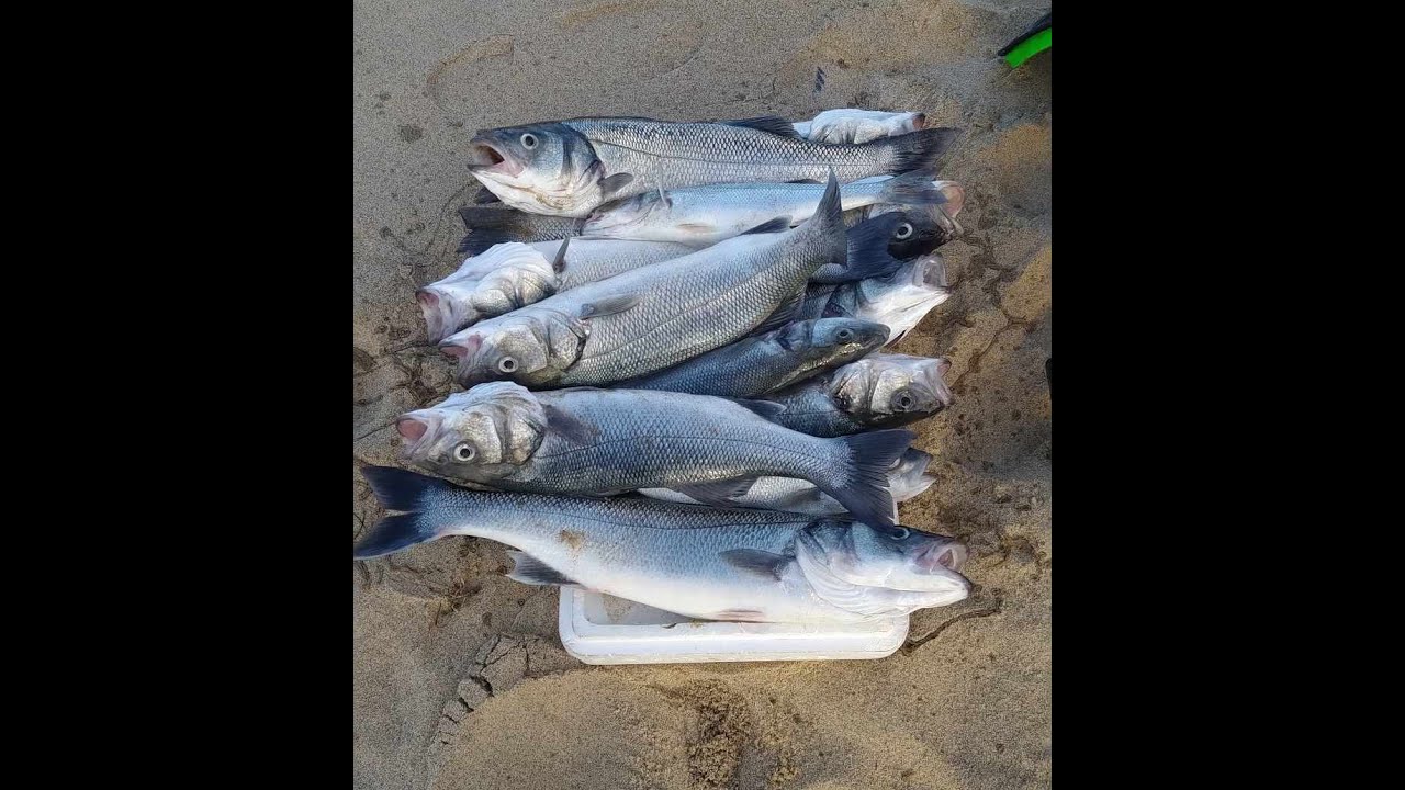 PESCA SURFCASTING, dia difícil de pesca, no fim deu uns peixes. canas kalikunnan wavestorm / gunstar