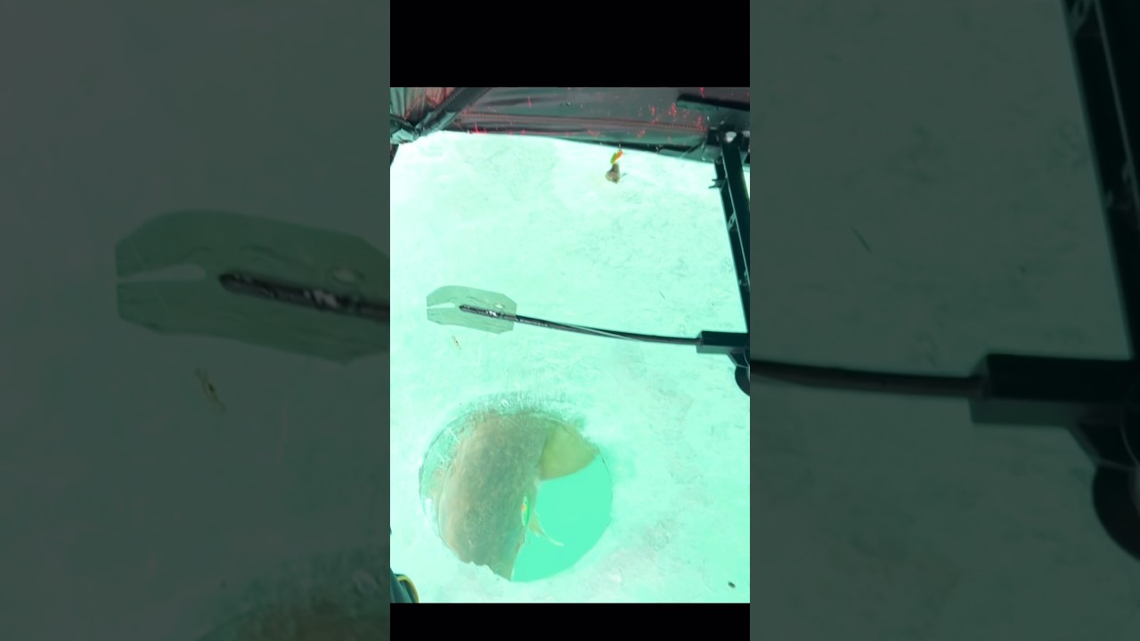 Burbot ice fishing show 