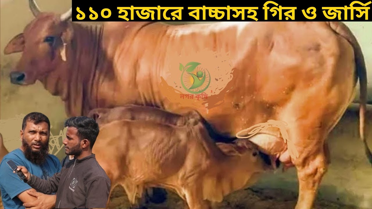১১০ হাজারে বাচ্চাসহ গির ও জার্সি শাহীওয়াল ! রবিউল ভাইয়ের ছাগলের চেয়েও কম দামে ইন্ডিয়ান গাভী