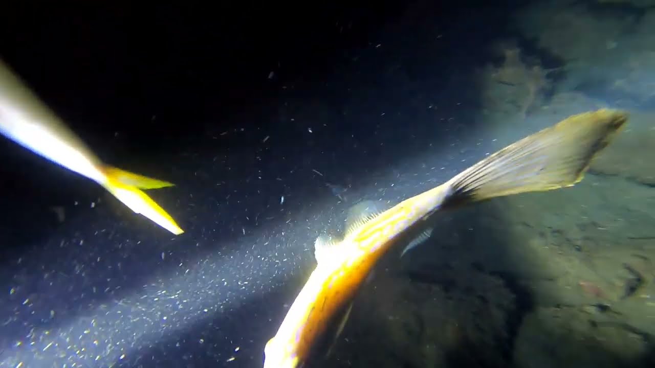Best Diving Flashlight | Brighter, Cheaper, Lighter, Smaller | Spearfishing at Night | Cuttlefish