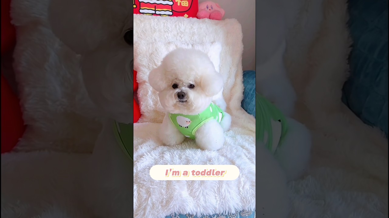 Я малышка🥹🐶 #собака #собачьишорты #домашниеживотные #щенок #милый #милаясобака