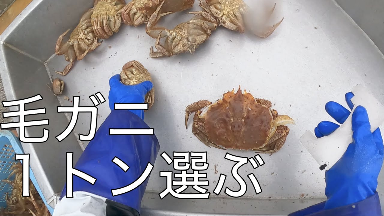 最北端の漁場で１日１トン超え水揚げ　ひたすらカニを選別