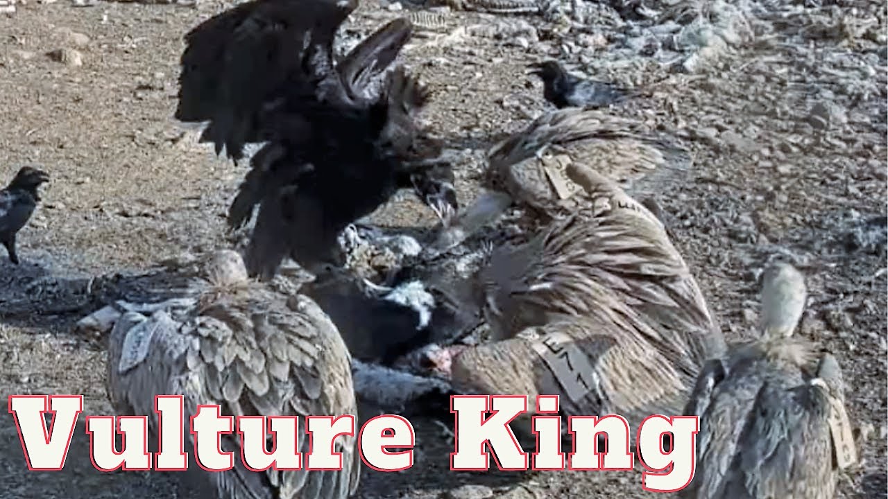 A rare Cinereous Vulture shows the Griffon Vulture, who is BOSS and then swallows a bone whole.