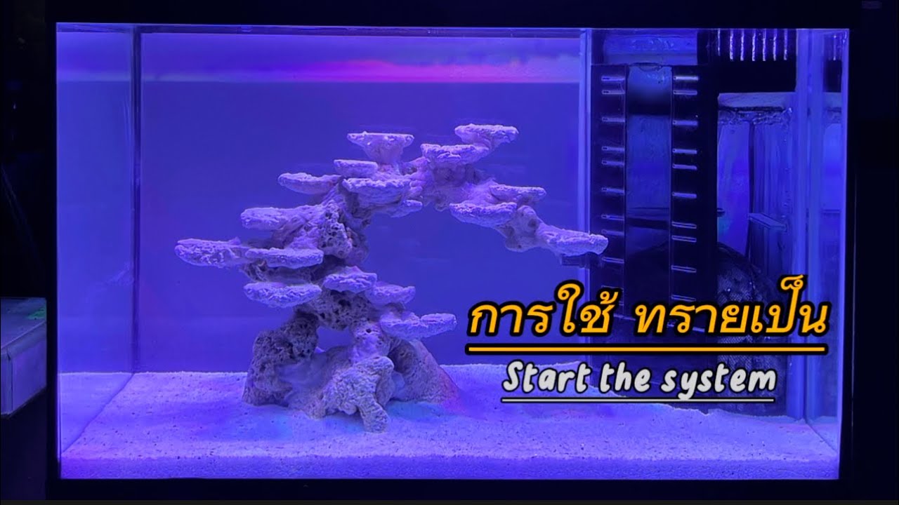 การใช้ทรายเป็น - Aquaforest Bio Sand (เริ่มรันน้ำวันเเรก)
