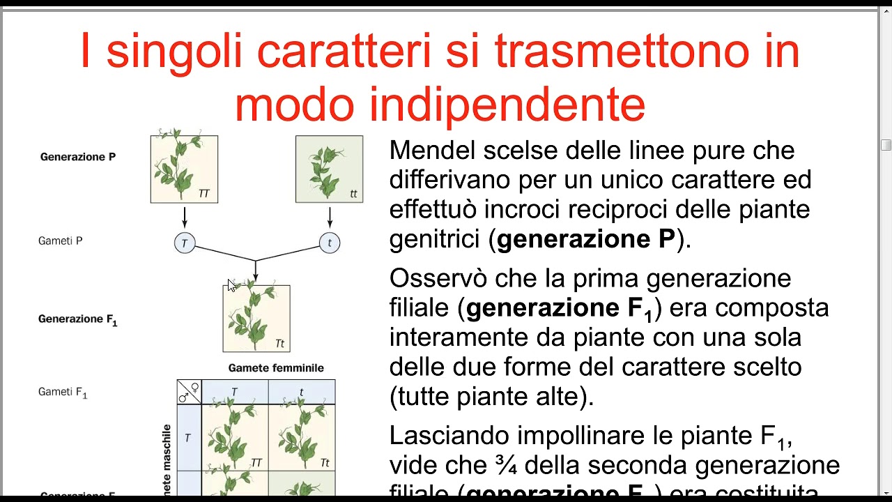 DA MENDEL AI MODELLI DI EREDITARIETA' parte 1