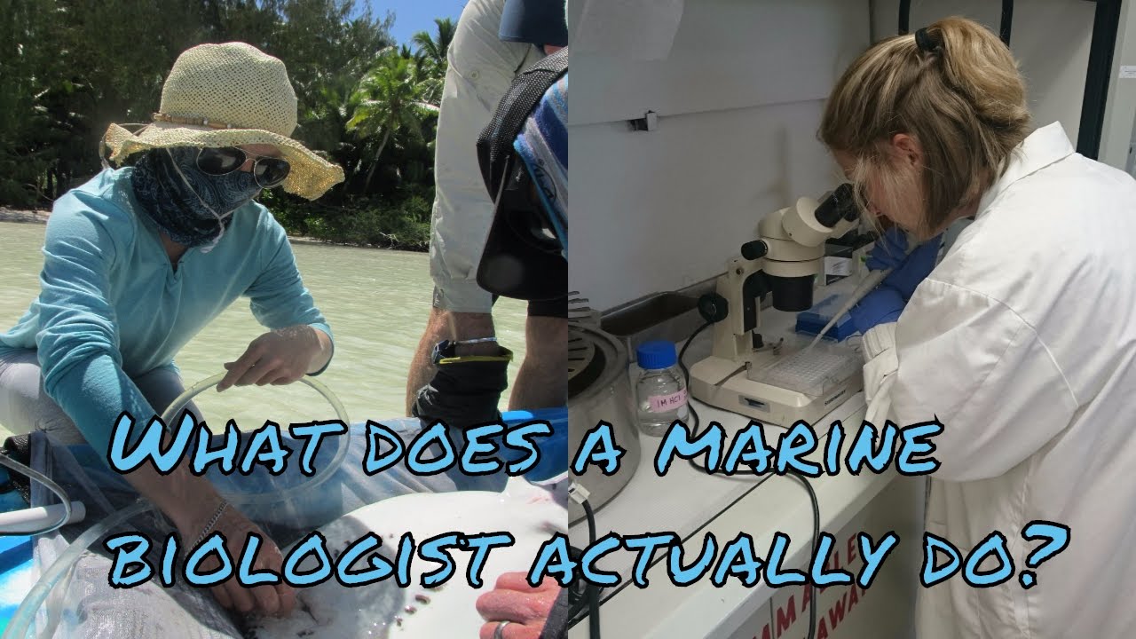What does a marine biologist actually do?