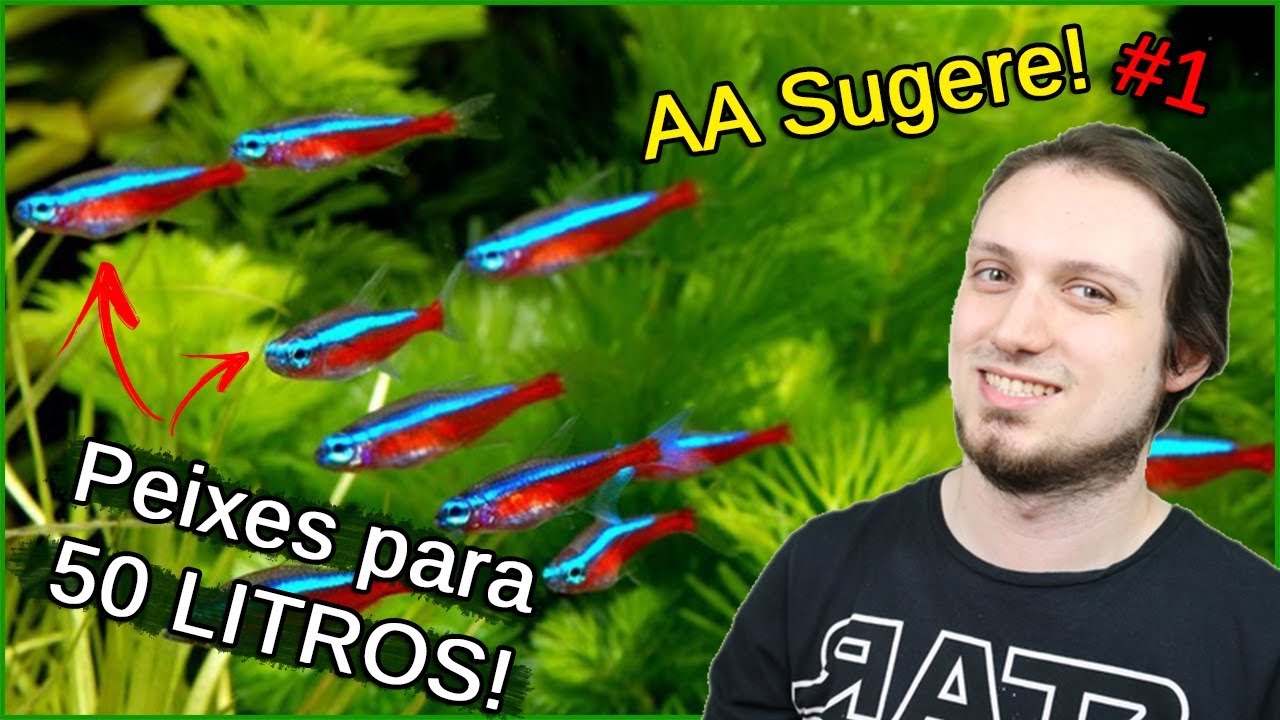 Quais Peixes colocar em aquário de 50 litros! - AA Sugere #1