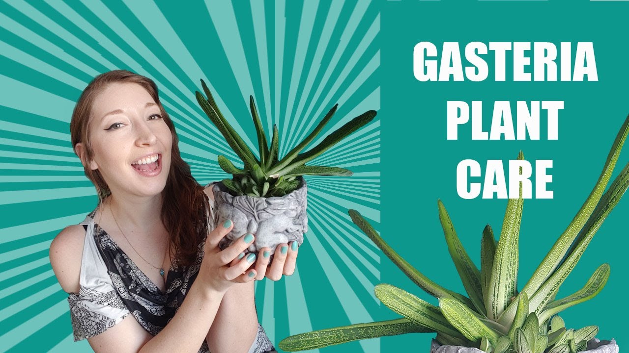 GASTERIA LITTLE WARTY - Cow's Tongue / Ox Tongue Plant - How To Grow / Care for Gasteria succulents!