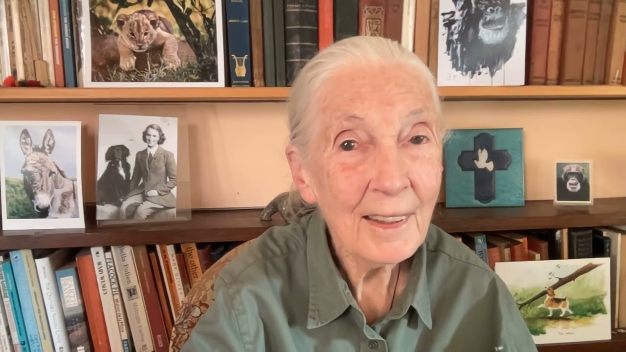 Dr. Jane Goodall's message for International Day of Peace 2025