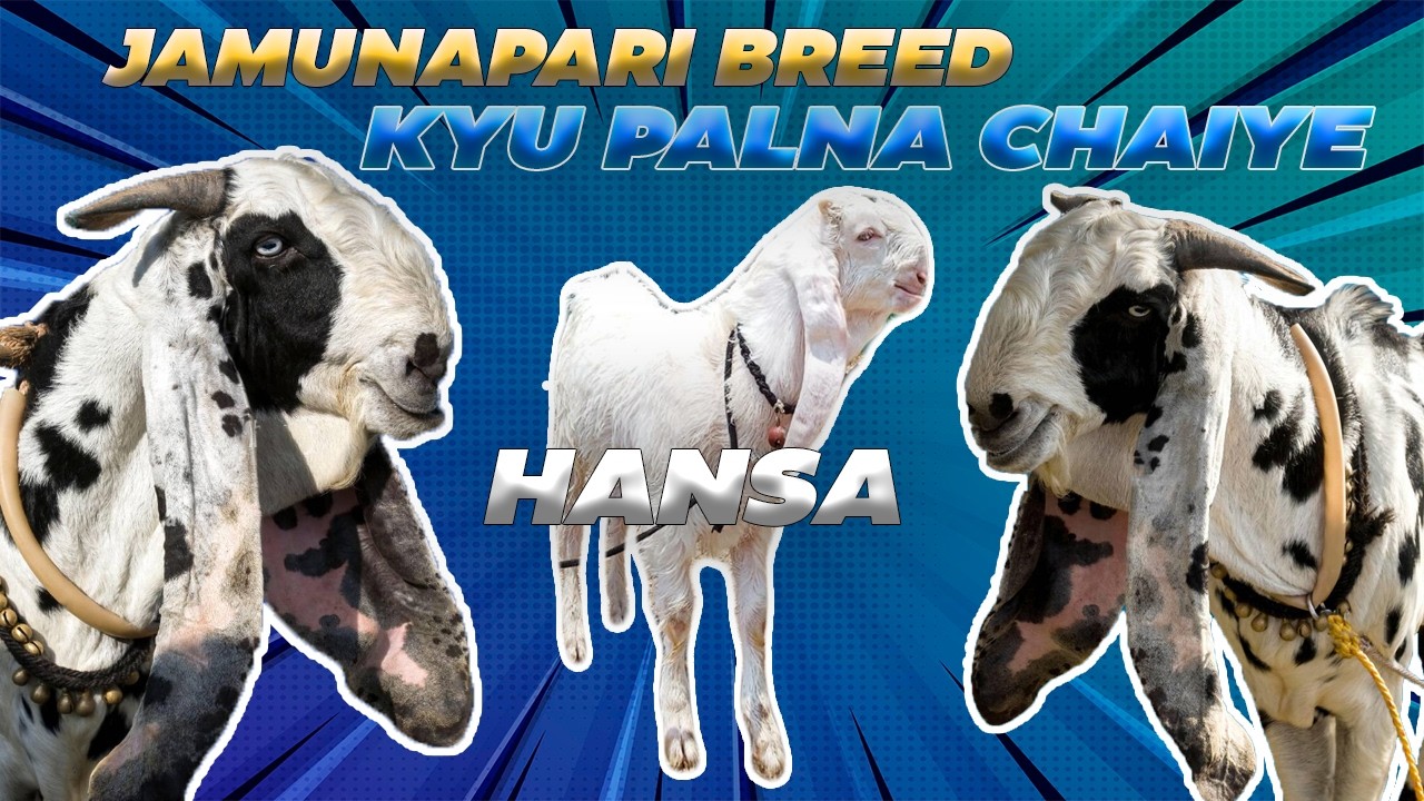 JAMUNAPARI BREED INFORMATION