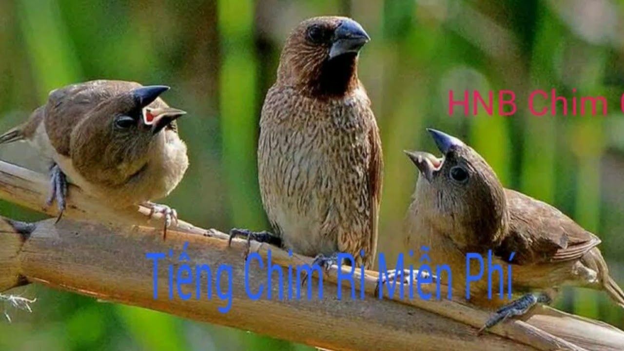Tiếng Chim Ri Gọi Bầy Chuẩn Nhất Cho Anh Em Săn Bẫy Và Bảo Vệ Hoa Màu - Kênh Bẫy Chim