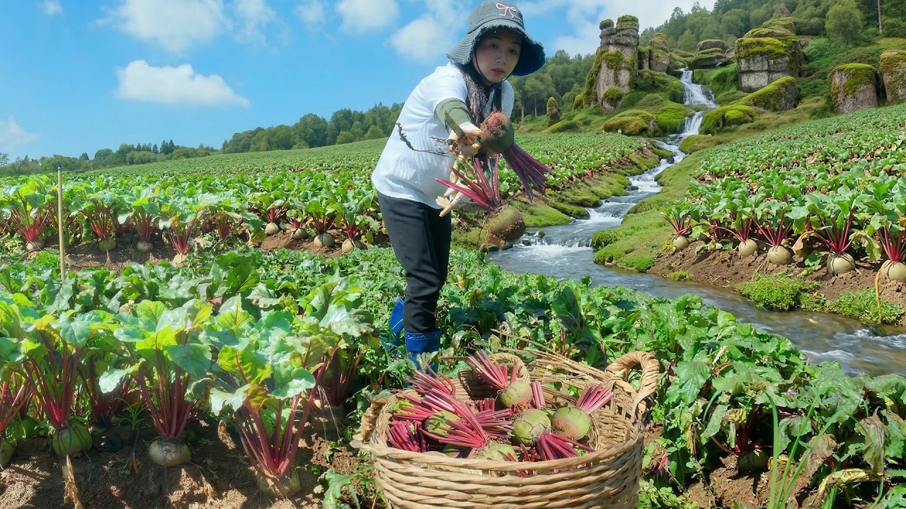Harvest Beetroots To Sell At The Market – Peaceful, Simple Farm Life
