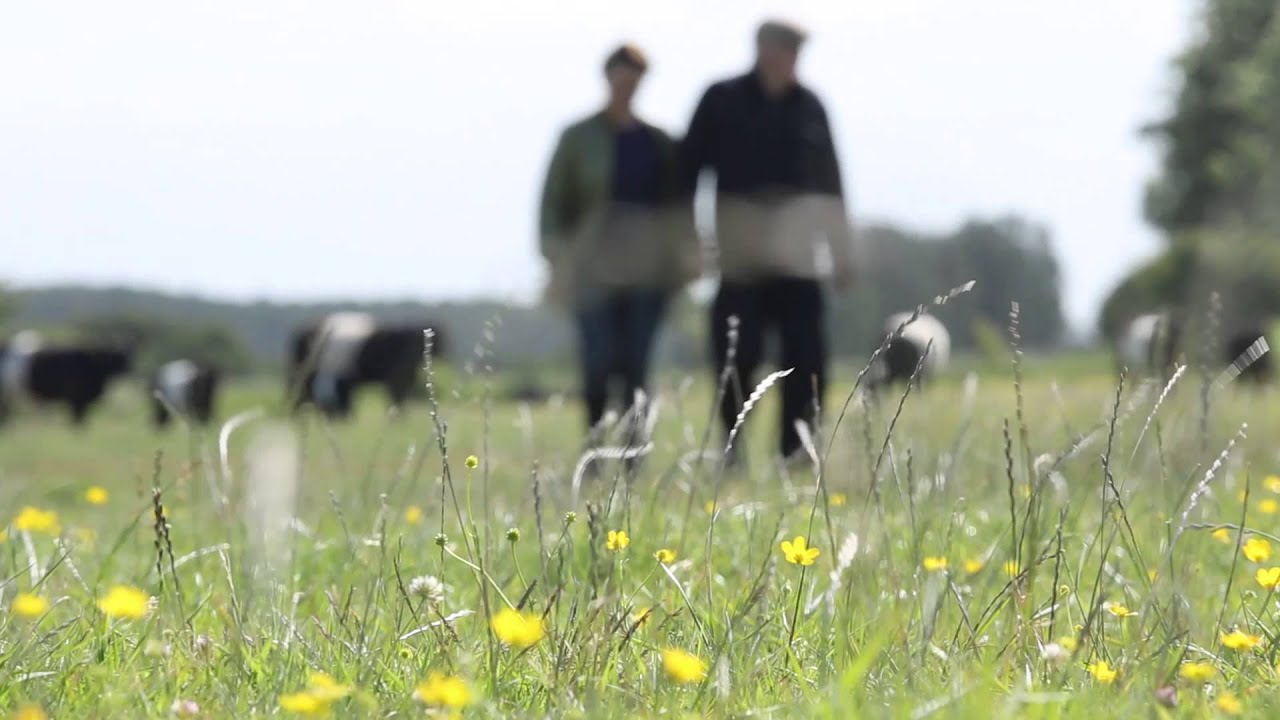 Jeppe Ottesen & Susanne Roosts Galloway kvæg på Tåsinge