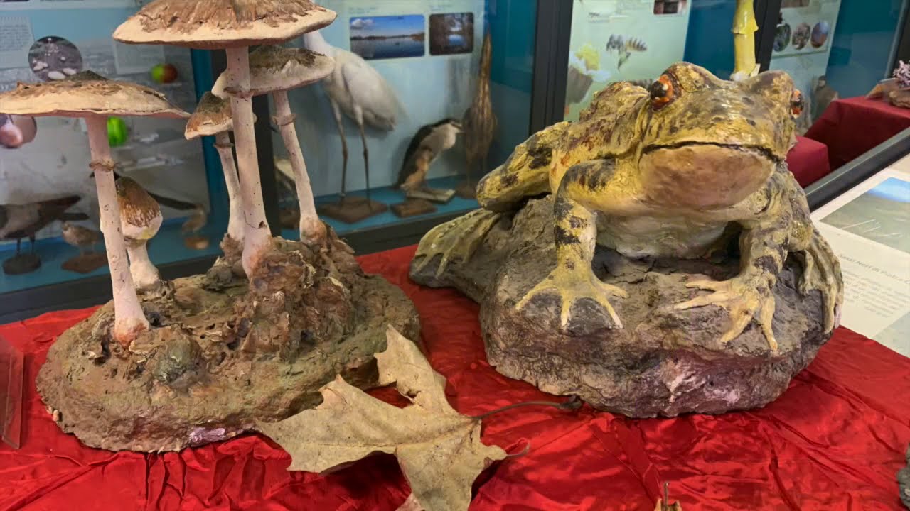 Funghi Spaventosi