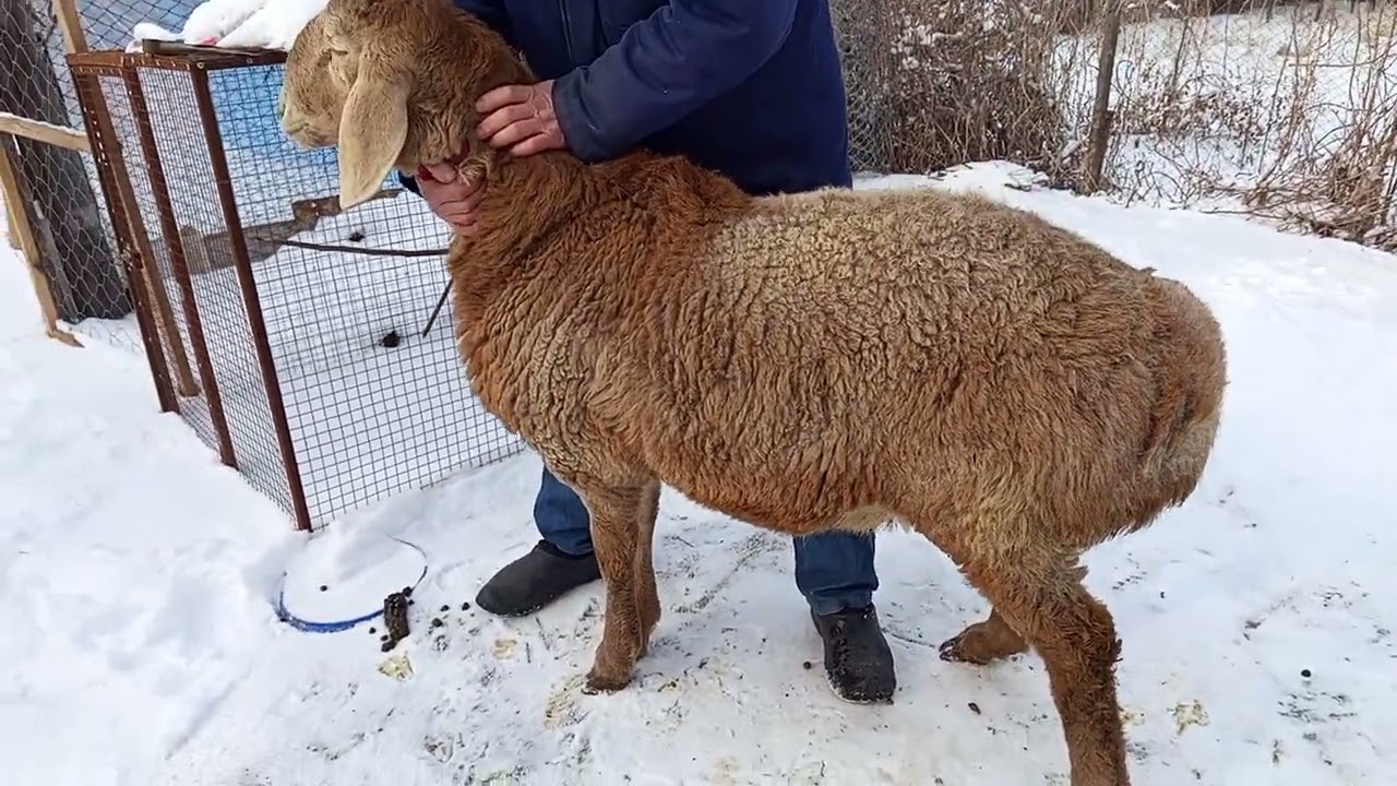 Арашан мощный козу кочкор сатылат 7 айлык линия Баяр адрес Беловодск 0708932207@ArashanyKyrgyzstana 