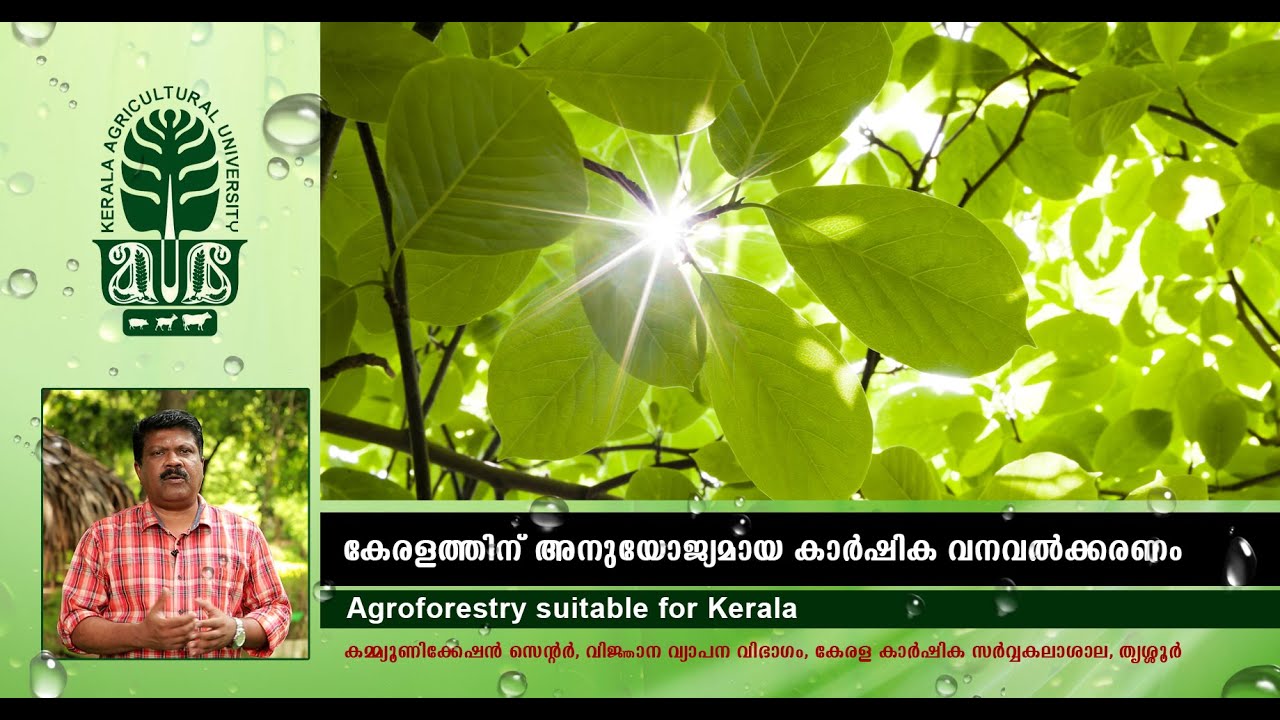 Agroforestry suitable for Kerala
