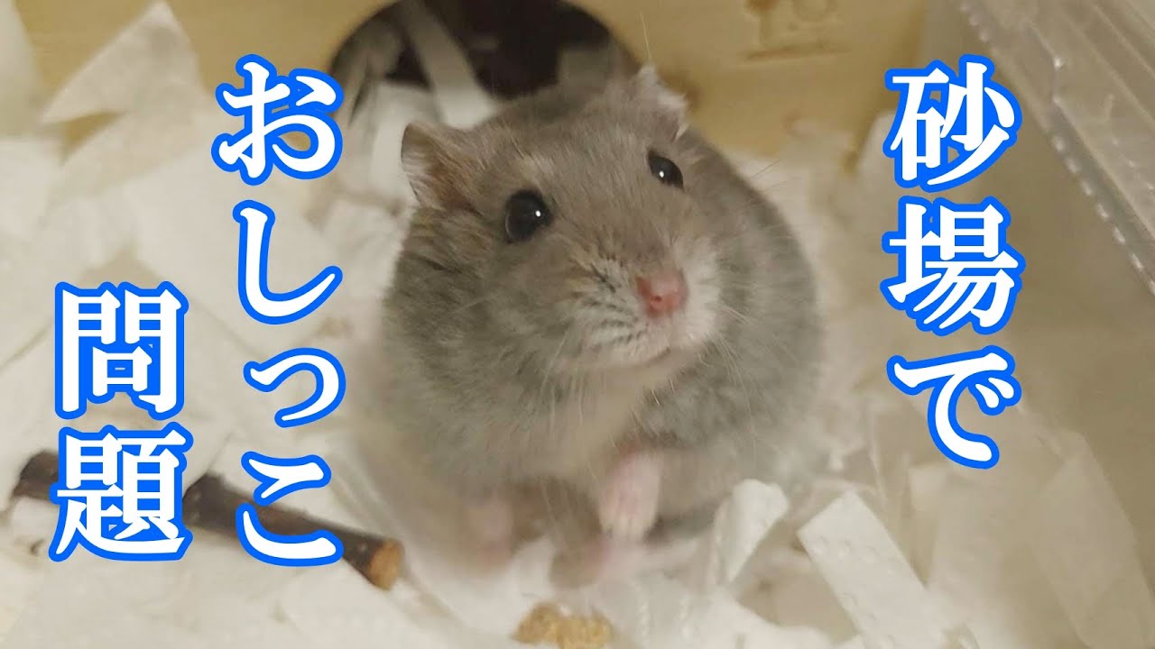 【砂場でおしっこ】この対策は絶対に真似しないでくださいｗｗ
