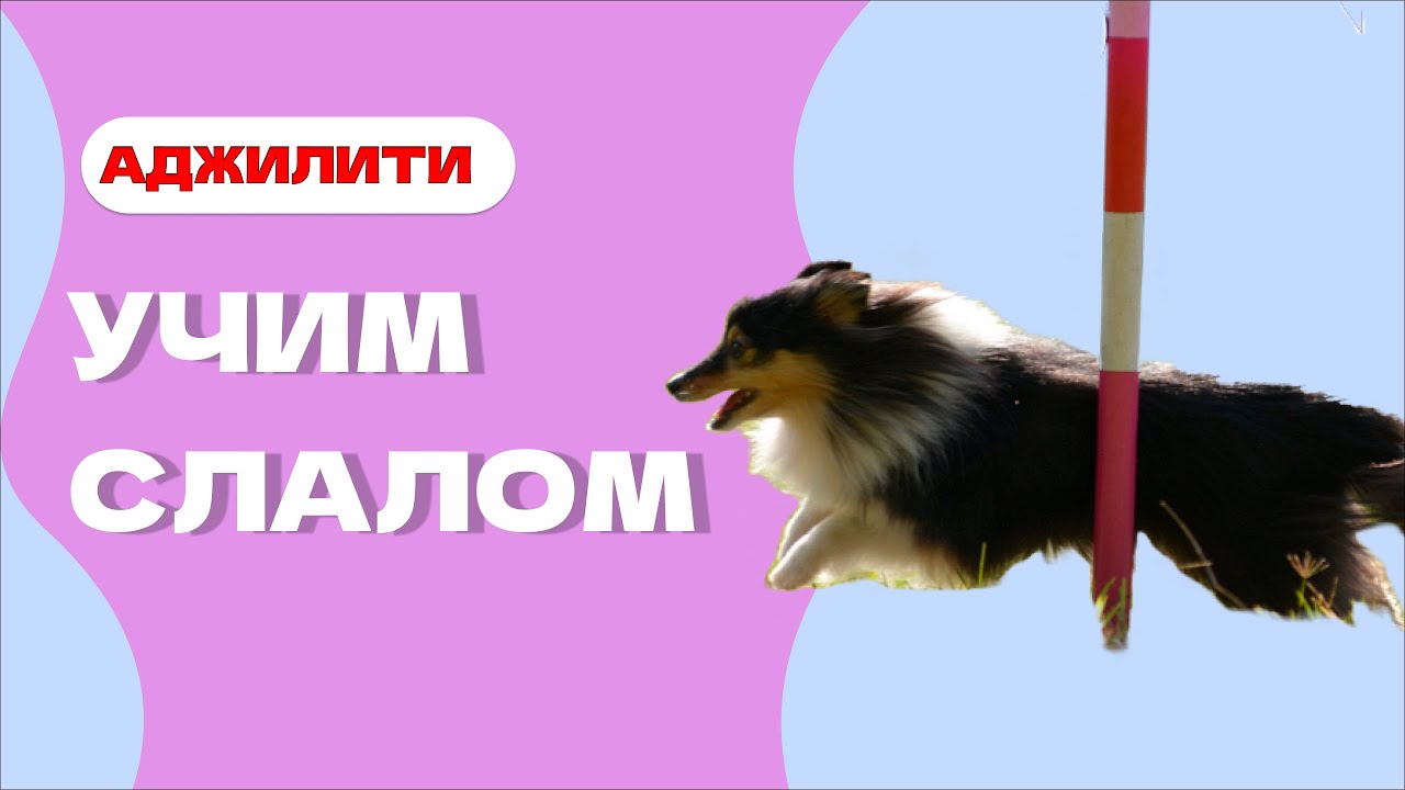 Учим с собакой СЛАЛОМ, змейку в аджилити, что такое слалом, adjility