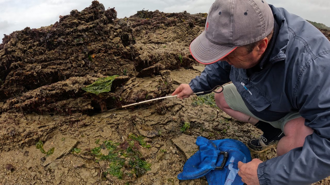 P&ecirc;che &agrave; pied : la richesse de l'estuaire de la Rance