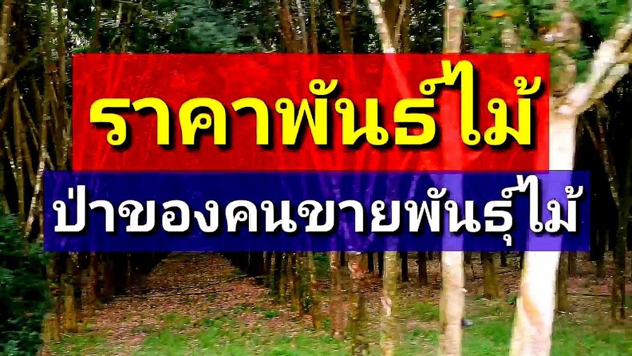 ราคาเบี้ยไม้ยืนต้นวันนี้ ป่าคนขายต้นไม้ ep65
