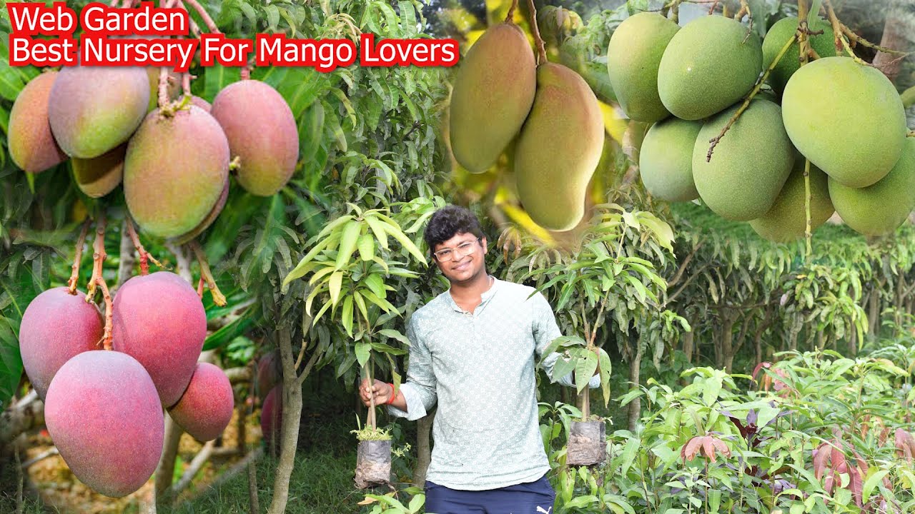 Web Garden | Best Nursery For Mango Lovers || Colorful Mangos || दुनिया के सबसे मसूरआम यहाँपे मिलेगा