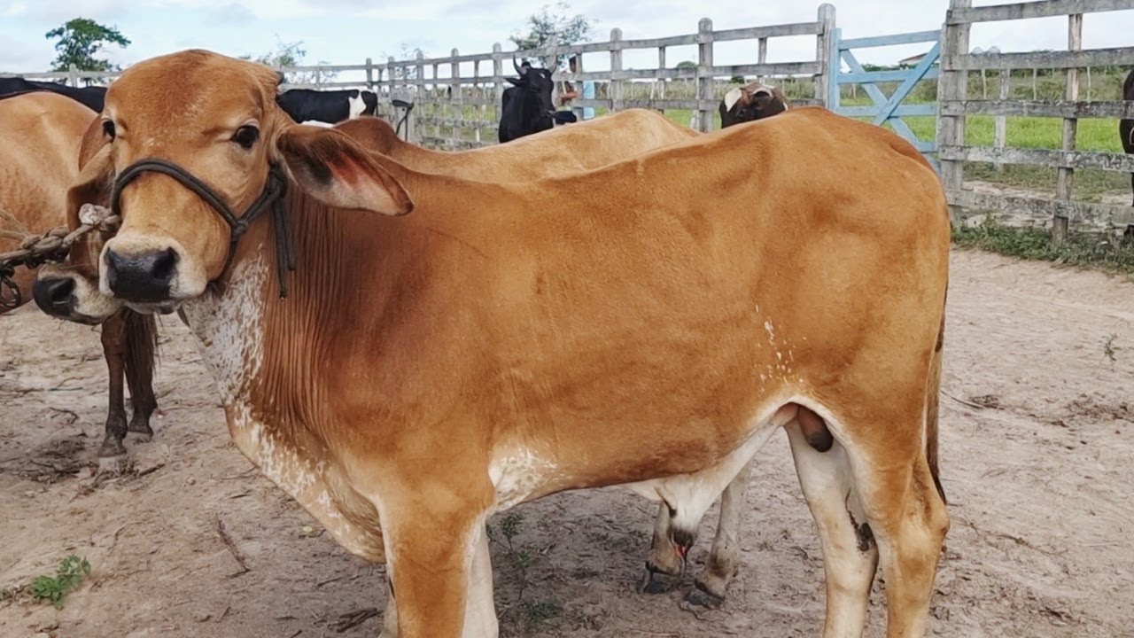 FEIRA DO BOI NA CORDA EM S&Atilde;O JO&Atilde;O-PE   #nordeste  21-03-2022