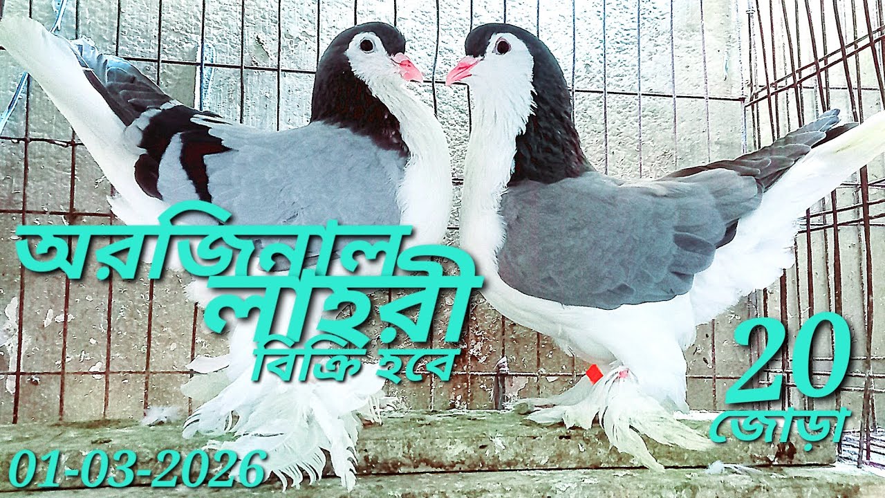 অরজিনাল লাহুরি কবুতর বিক্রি হবে ২০ জোড়া | লাহোরি কবুতরের দাম | original European Lahori pigeon 