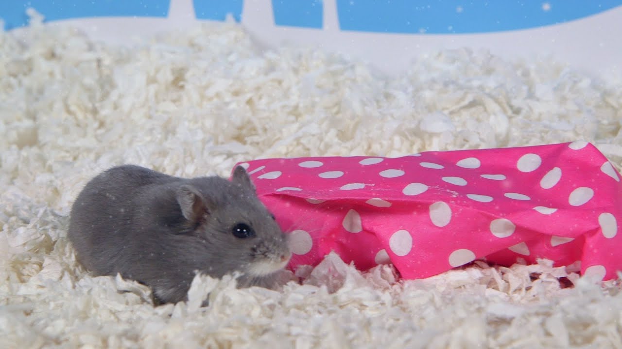 Day 5: A Present for Porkchop - Cute Hamsters: 12 Days of Christmas