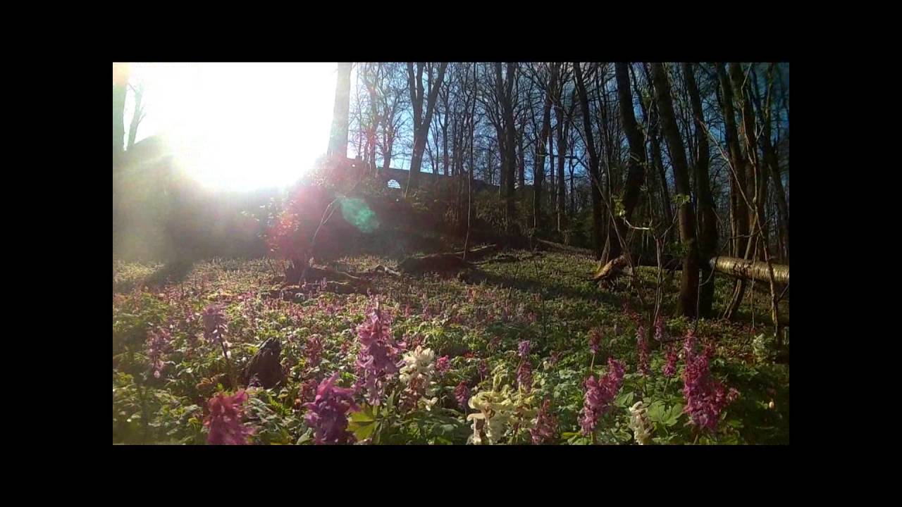 Hohler Lerchensporn (Corydalis cava)