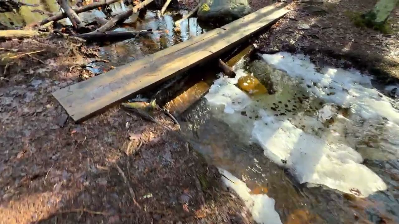 Forest walk with dogs where creeks trickle & snowmelt.POV | March