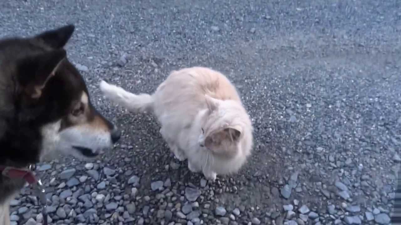 老猫モモと柴犬ラッキー