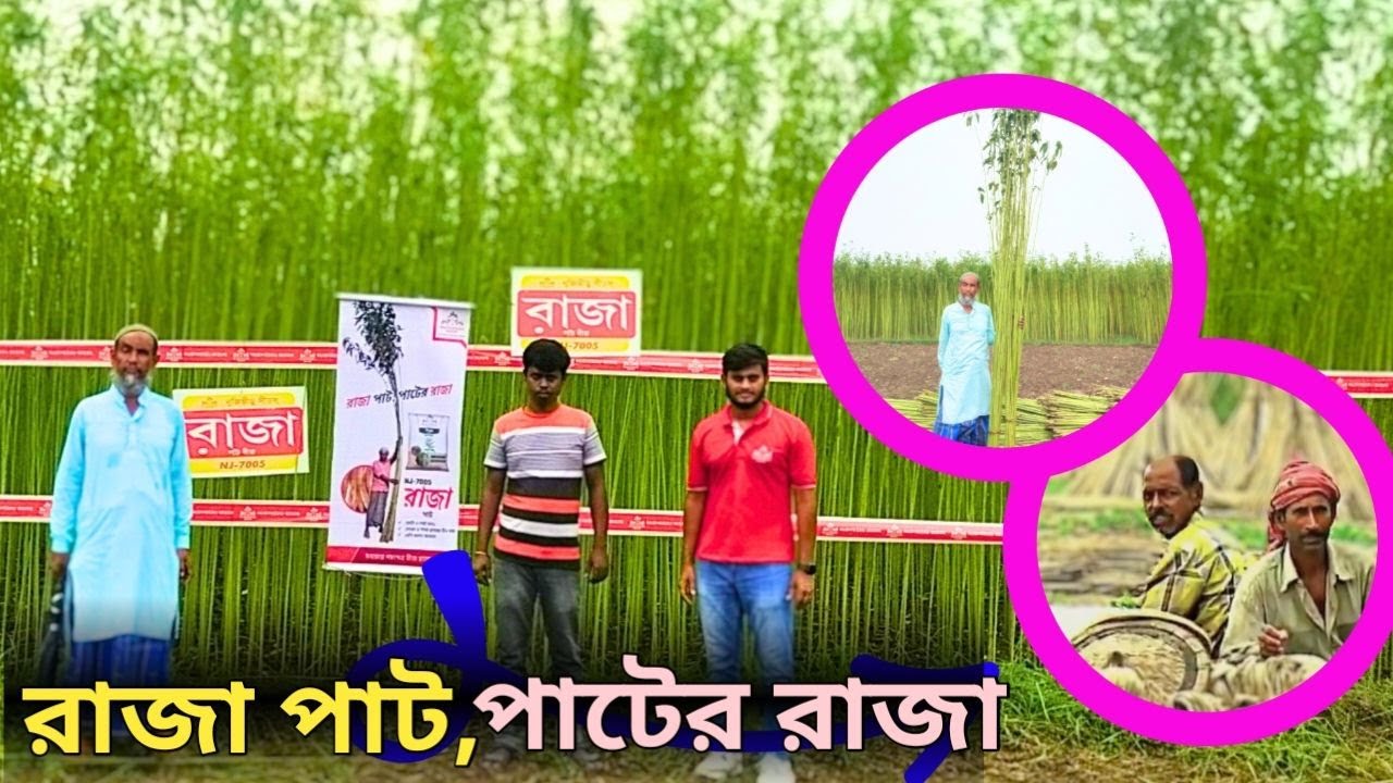 উন্নত জাতের রাজা পাট চাষে কৃষকের মুখে হাসি।Nuziveedu jute।Raja jute ।।Nuziveedu jute private Ltd।