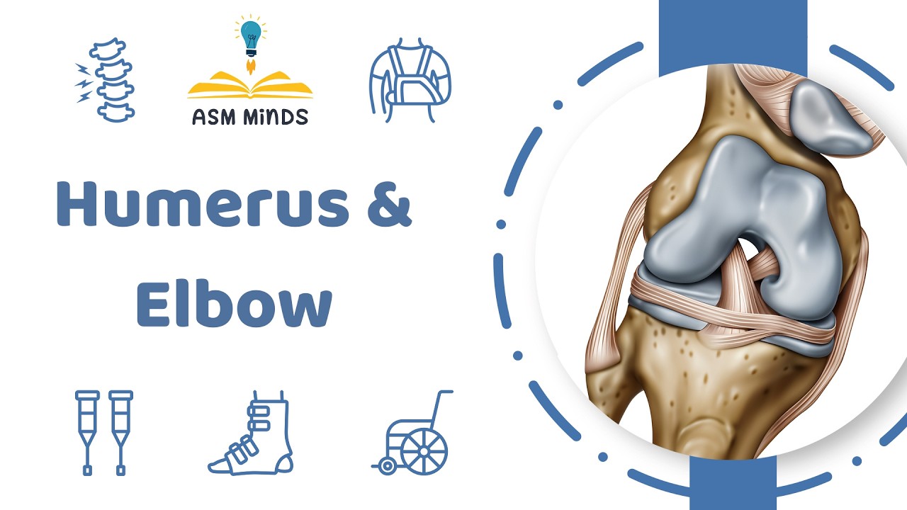 5 - Humerus & Elbow - Orthopedics Course - By Dr.Sofy Said