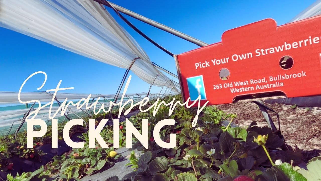 Strawberry Picking at Bullsbrook 🇦🇺